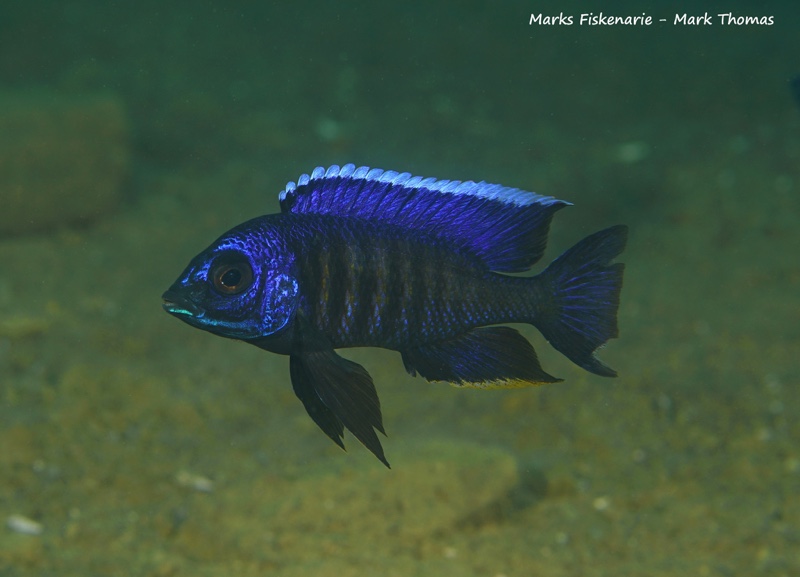 Copadichromis sp. 'kawanga' Mbamba Bay